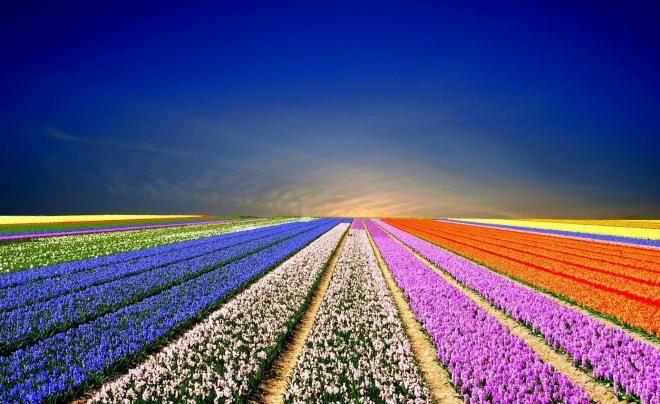 Цветочные поля в Голландии